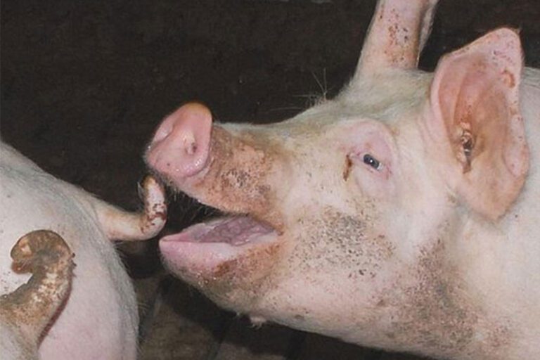 Tail biting in pigs Agri Farmacy