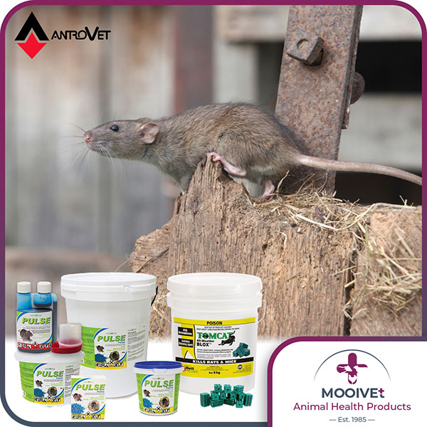 The importance of rodent control in intensive farming practices and feed mills