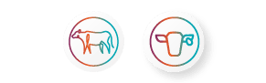 02_Agrifarm_FeedsIcnCattle