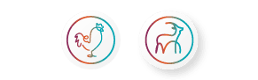 02_Agrifarm_FeedsIcnPoultry